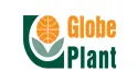 Globe Plant